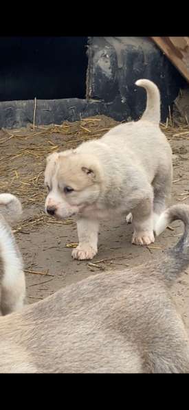 Продаются Кавказкий Волкодав