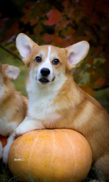 Щенки вельш корги пемброк в фото 5