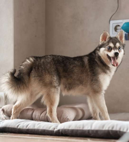 Аляскинский кли-кай Волчек в добрые руки в Москве