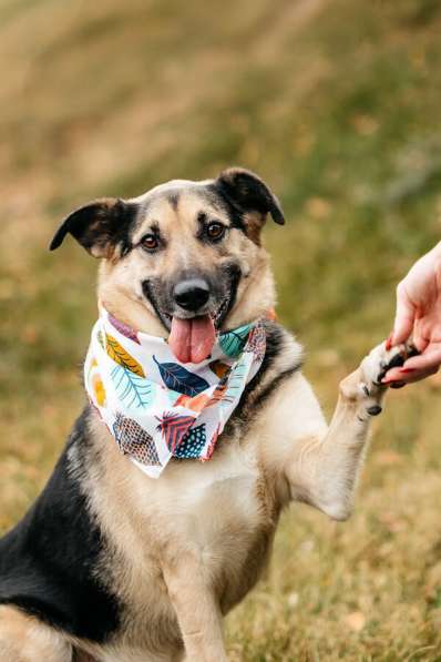 Дэнди ждёт своего человека. Москва, МО в Москве фото 5