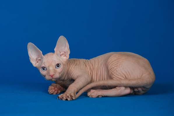 Роскошные из питомника котята Эльф, Бамбино, сфинкс в Ижевске фото 6