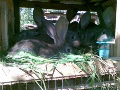 Кролики фландр, ризен, баран в Красноярске фото 4