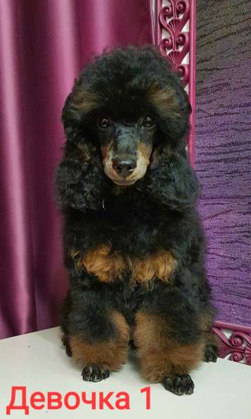 Пуделята фантомы щенки в Москве фото 11