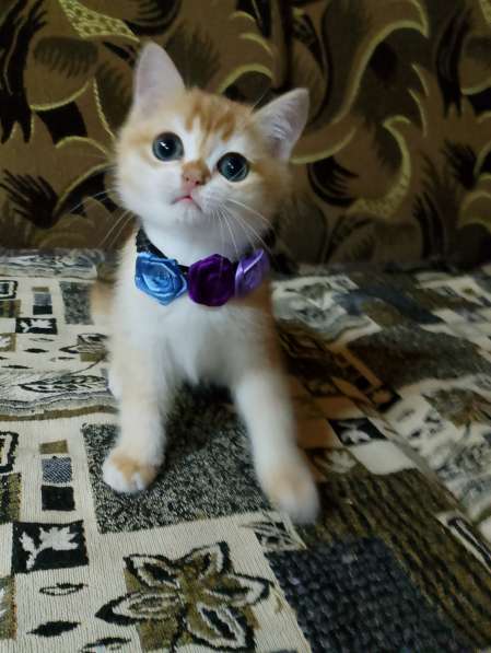 Шотландский котик