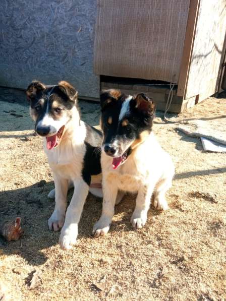 Маленькие хорошенькие хвостики в Санкт-Петербурге фото 10