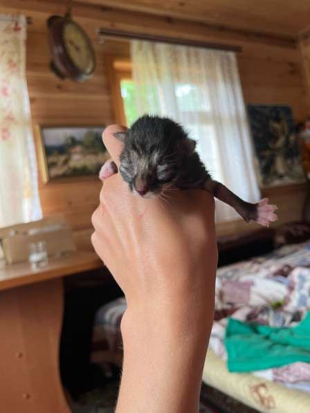 Котята в Владимире фото 4