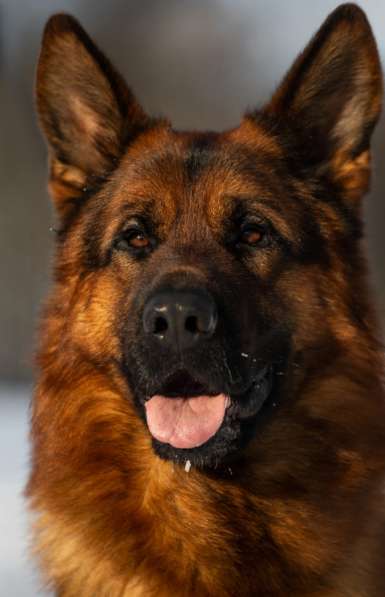 Немецкая овчарка в Старом Осколе фото 3