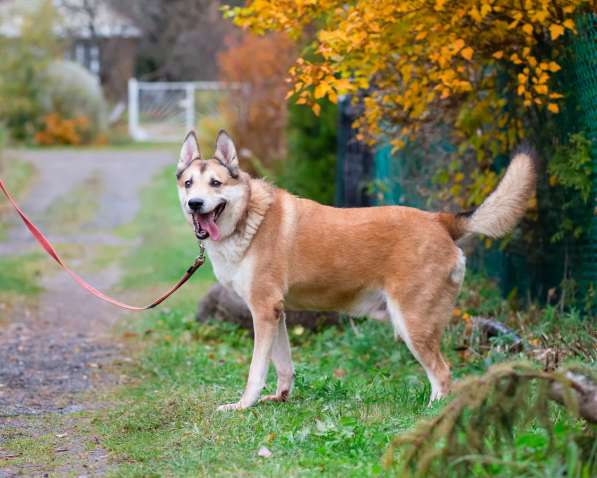 Красивый активный пёс Маффин ищет дом в Санкт-Петербурге фото 8