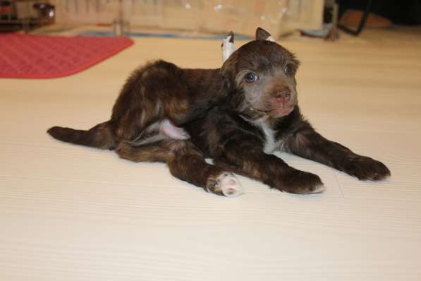 Пуховый мальчик кхс в Москве фото 7