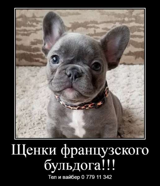 Щенки джек рассел терьера! в фото 9