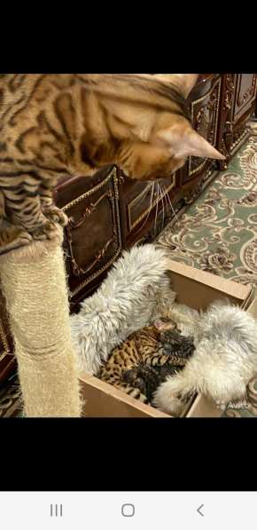 Бенгальские котята шикарного окраса в Казани фото 5