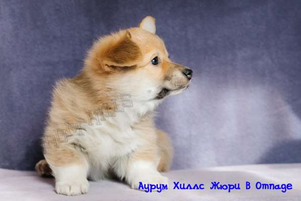 CHIOTS WELSH CORGI PEMBROKE в Нижнем Новгороде фото 15