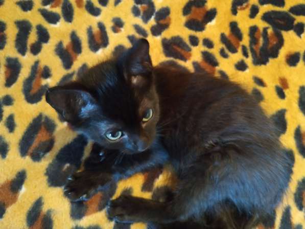 Котенок черный (метис Бомбейской кошки) в фото 18