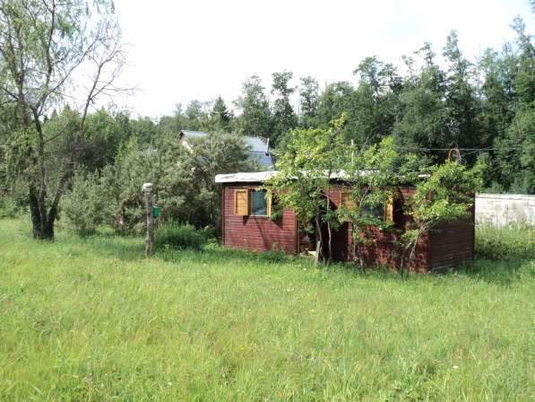 Обработанный (бытовка, электричество, сад) участок в СНТ в Волоколамске фото 4