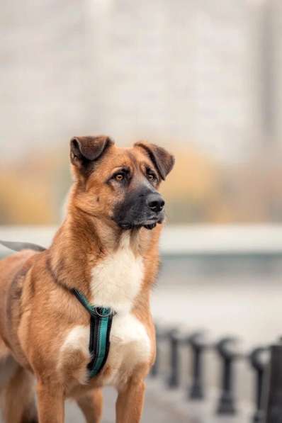 Солнечный Марти ищет дом в Москве фото 8