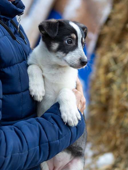 Малышка Фирджиния, добрый, ласковый щеночек в добрые руки в Санкт-Петербурге фото 5