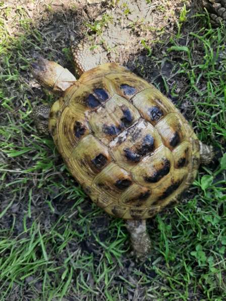 Продам среднеазиатскую черепаху в Туле фото 8