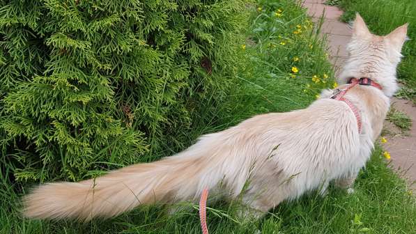 Продаётся красная девочка мейн-кун в Санкт-Петербурге фото 25