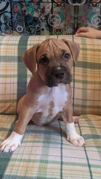 Стаффордширский терьер МАЛЬЧИК в Москве фото 16