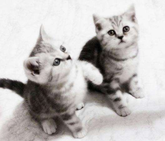 Шотландская принцесса в Москве