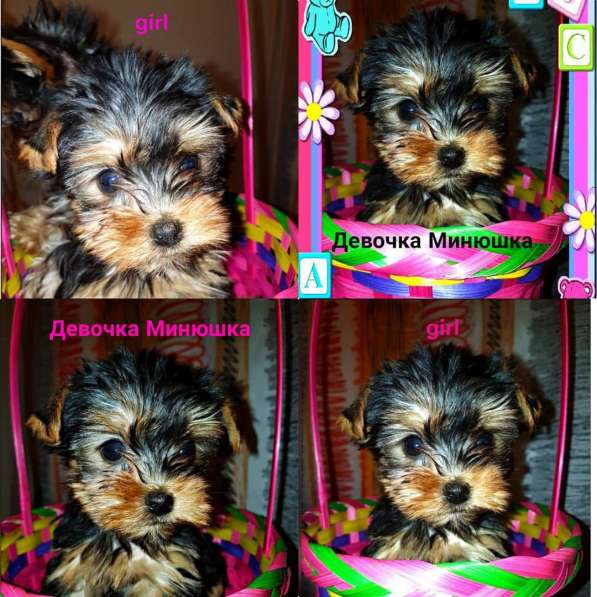 Щенки Йоркширского терьера в Санкт-Петербурге