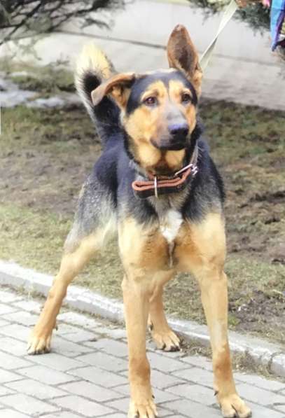 Охранный пёс Граф ищет дом и любящую семью в Москве фото 7