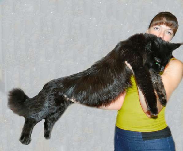 Продается котенок мейн-кун в Красноярске фото 3