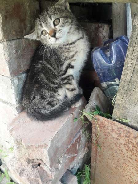 Котенок - девочка в белых носочках в добрые руки в Армавире фото 21