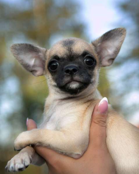 Щенки чихуахуа с отличной родословной в Иркутске фото 9