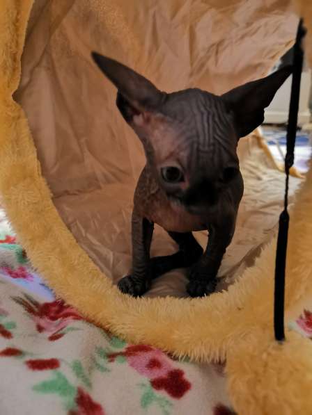 Котята Канадского Сфинкса в фото 11