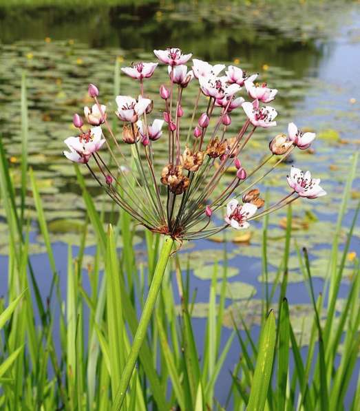 Кувшинки и другие водные растения в Севастополе фото 17