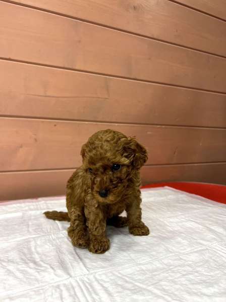 Карликовый Пудель Poodle в фото 17