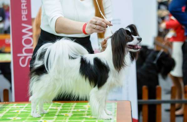 Продается щенок папийона в Краснотурьинске фото 18