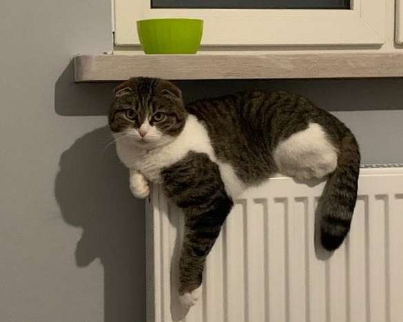 Булочка - шотландская вислоухая кошка ищет дом! в Москве фото 6