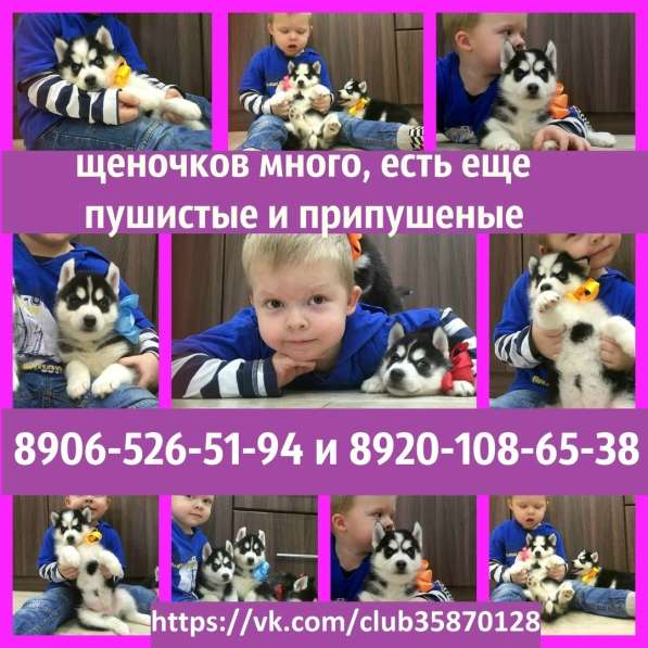 Щеночки сибирской хаски. Голубоглазые!!!!!!!! в Котласе