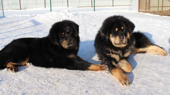 Тибетский мастиф - лучший страж на территории в Москве фото 128