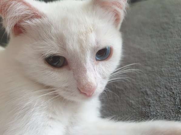Котёнок с разными глазами в Кашире фото 3