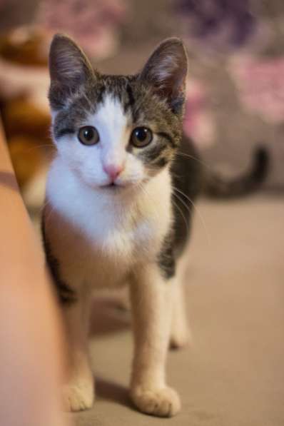 Маленький Ушастик в Санкт-Петербурге