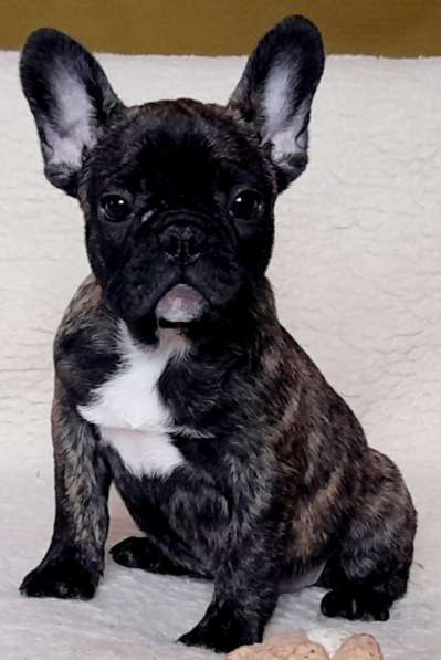 Французский бульдог в фото 4