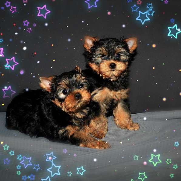 Кукольные девочка и мальчик йоркширский терьер!