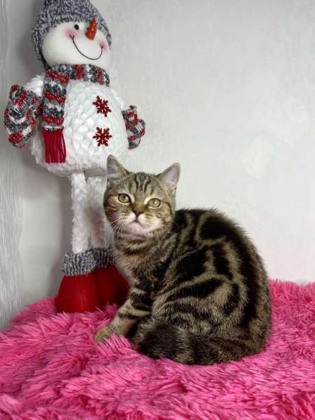 Британские короткошёрстные котята в Казани фото 6