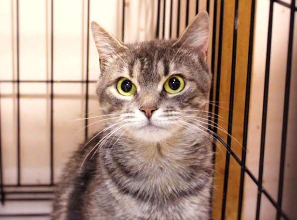 Добрая Камила в поисках друга