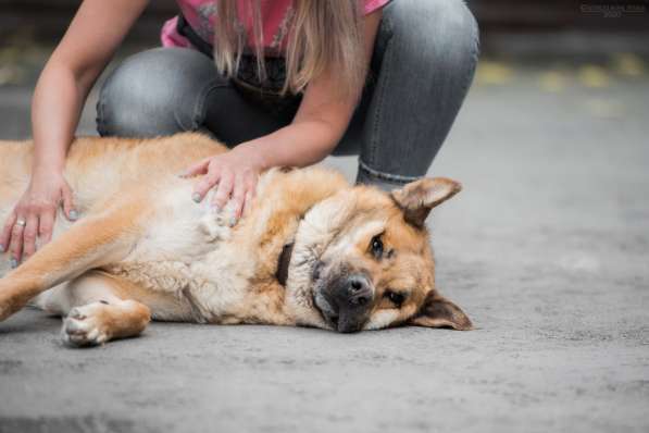 Кохинор ищет семью в Москве фото 42