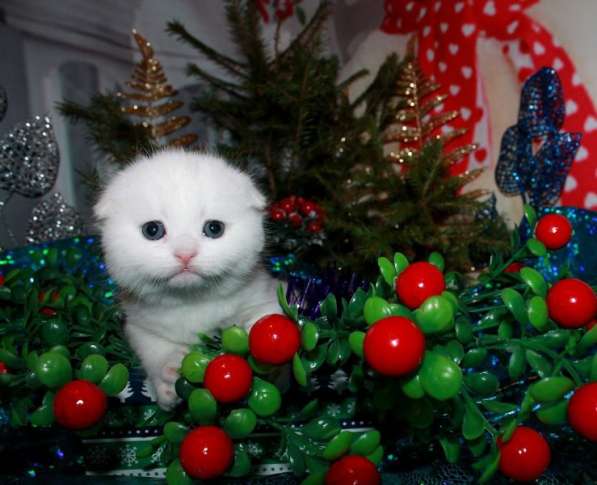 Шотландские котята фолды и страйты в Москве фото 16