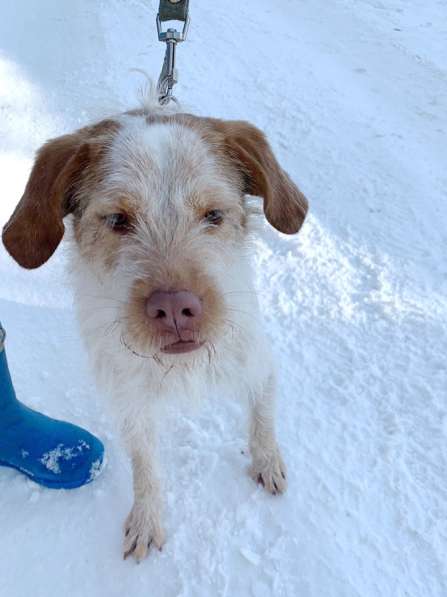 Интересная и милая собака, метис дратхаара в Санкт-Петербурге фото 14