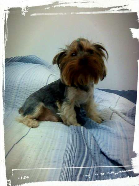 Продаётса щенок йорка в фото 6