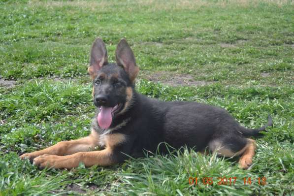 Щенки овчарки ВЕО в Москве фото 6