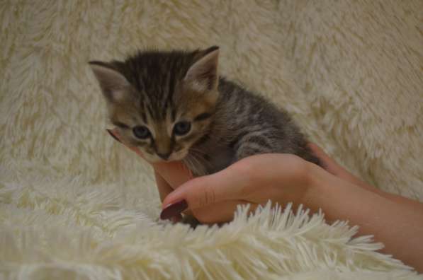 Отдам котенка в добрые руки. Малыш - мальчик в Москве