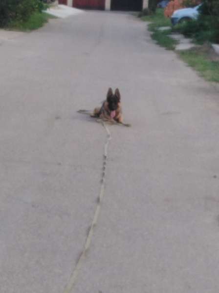 Профессиональная дрессировка породистых собак в Краснодаре в Краснодаре фото 4