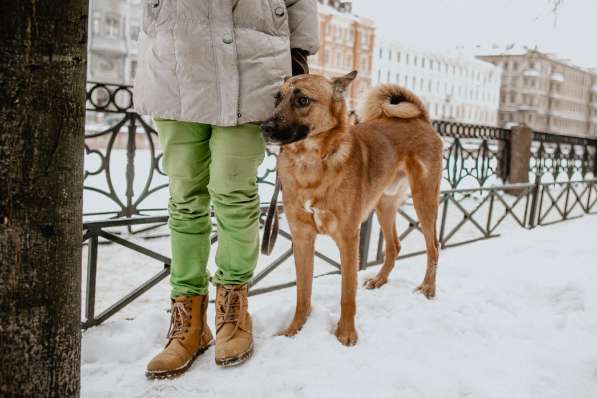 Лучший пёс на свете ищет хозяина в Санкт-Петербурге фото 18